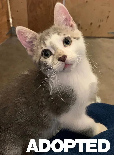 SOOKIE ADOPTED.jpg