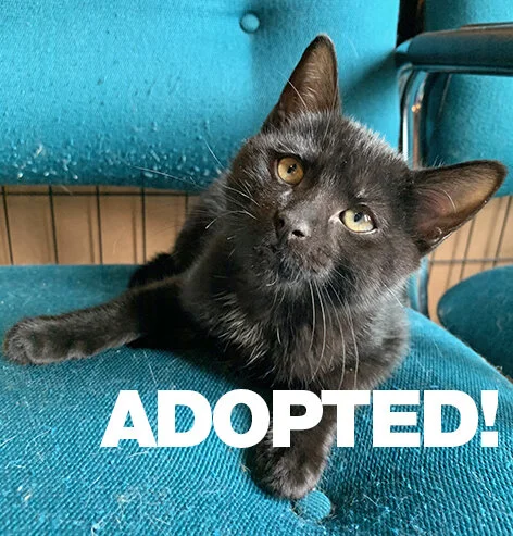 PiperAdopted.jpg