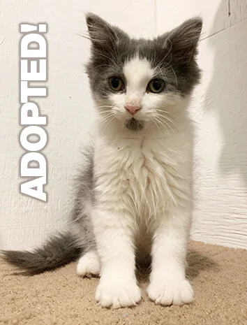 WinstonAdopted.jpg