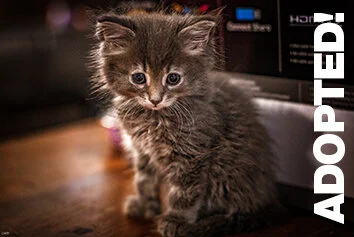 Belle Adopted.jpg