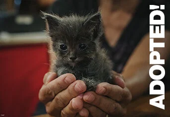 ChesterAdopted.jpg