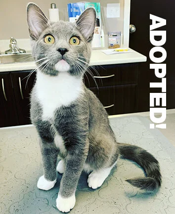 Chase Adopted.jpg