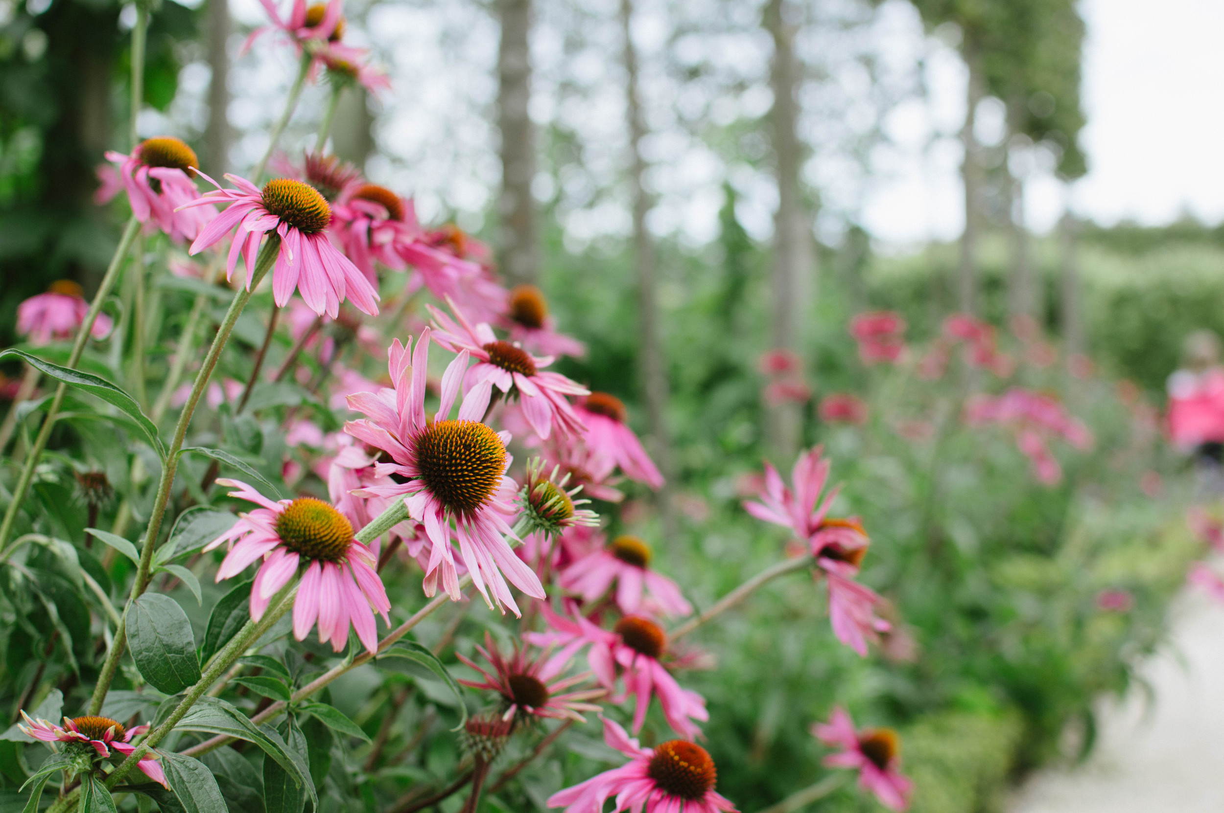 echinacea.jpeg