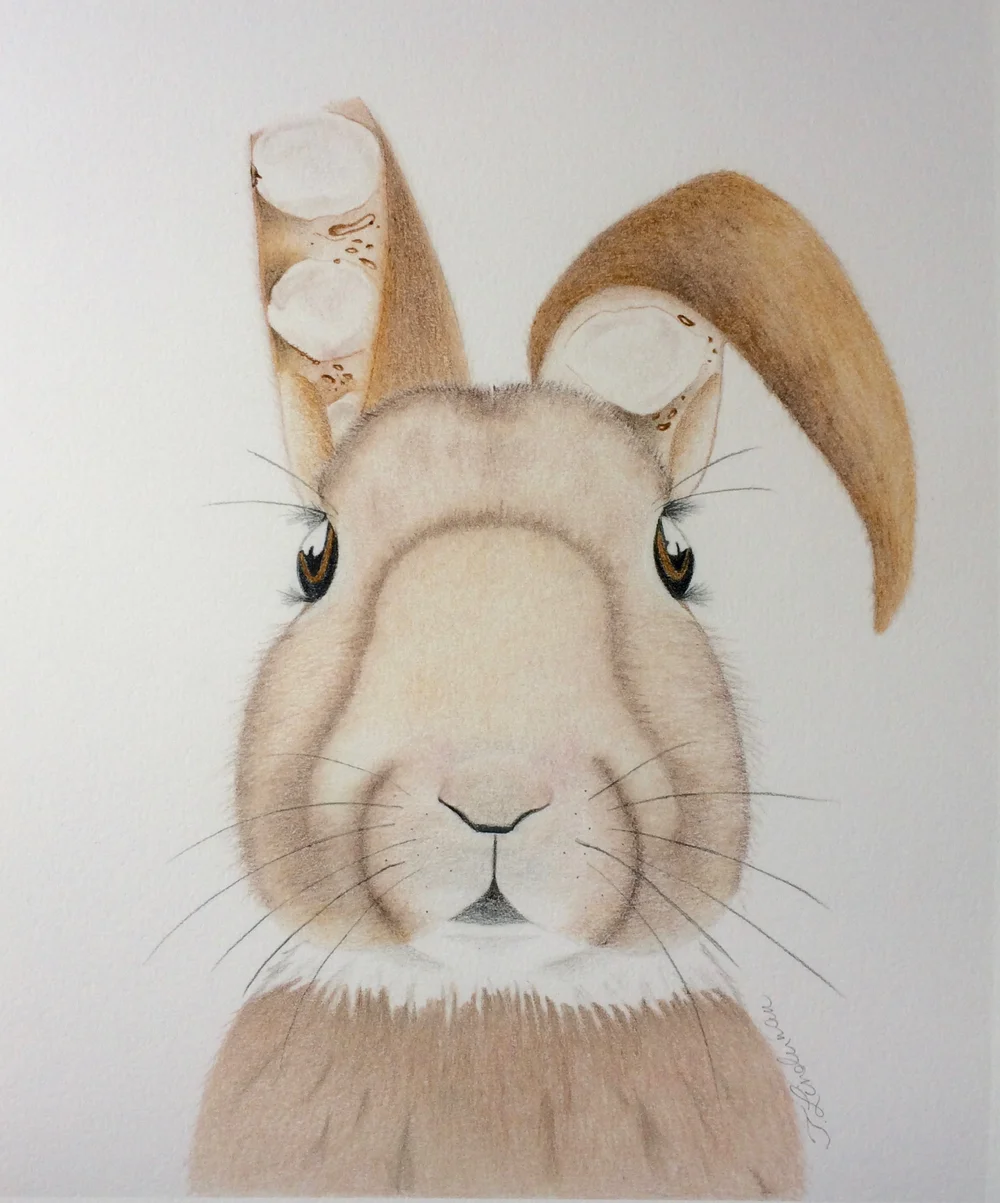 Realistic Rabbit Illustration