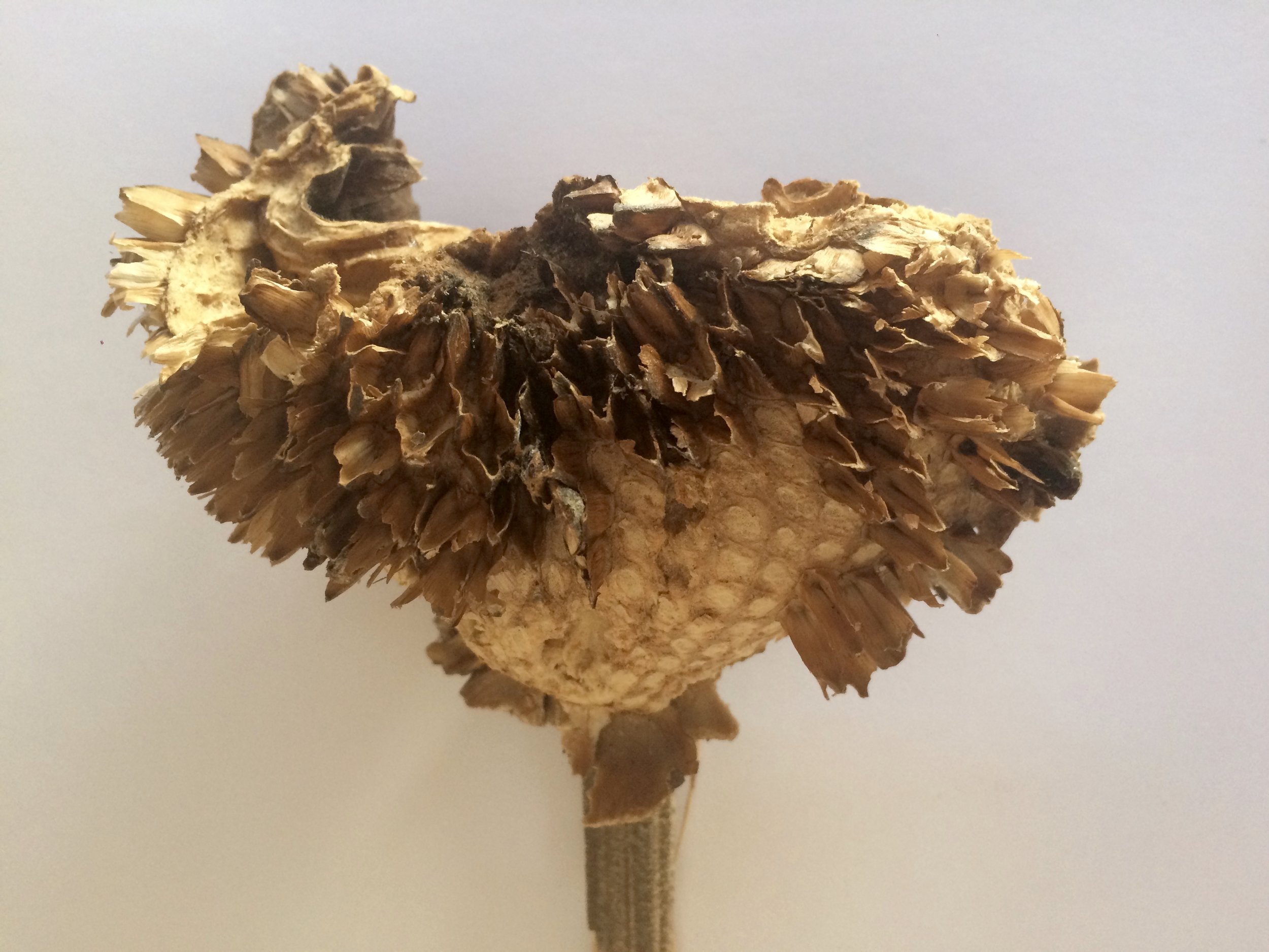 This is a close-up photograph of my subject: a sunflower seed head in various levels of decay.