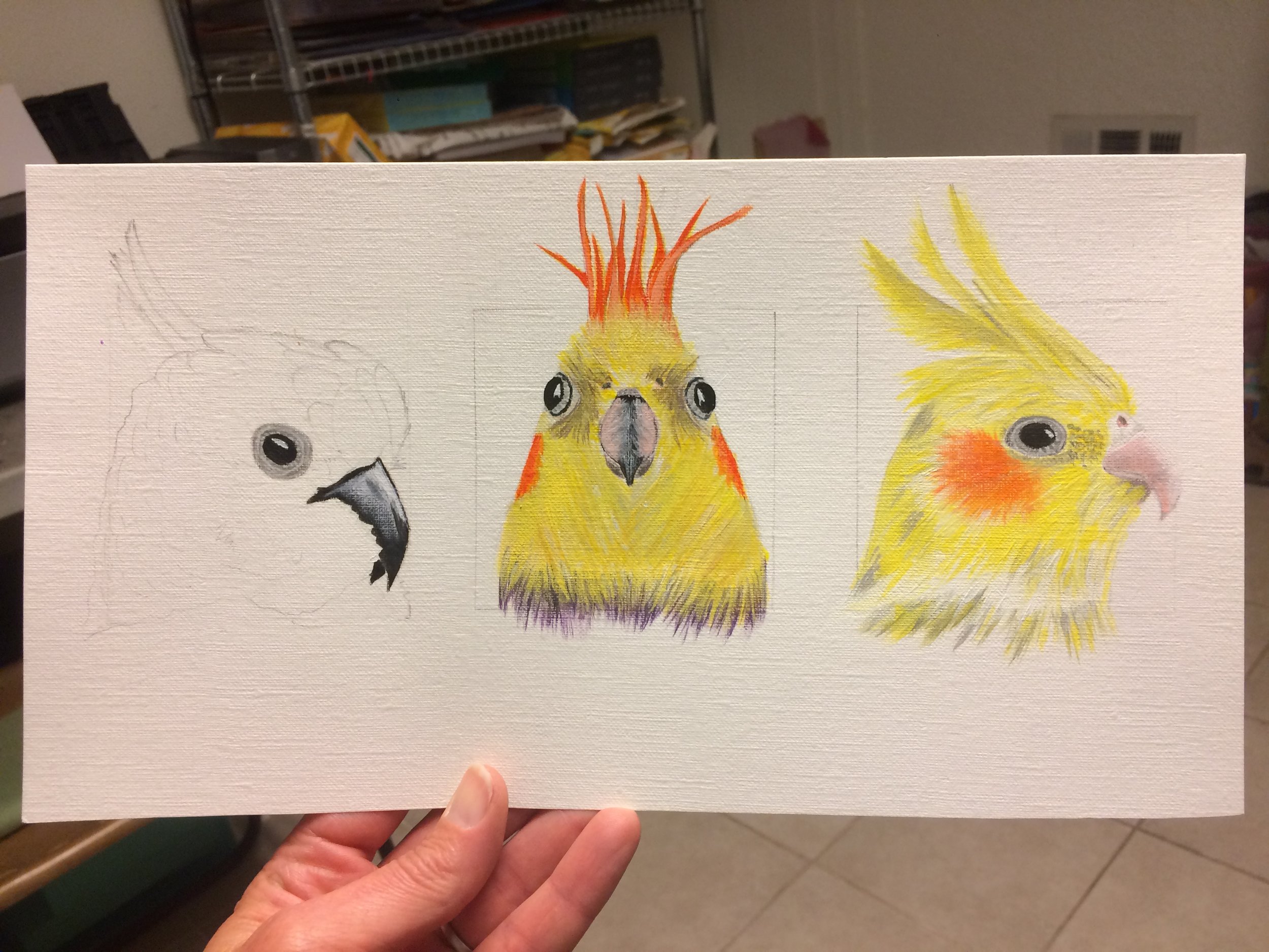 Series of Cockatiel portraits for art show