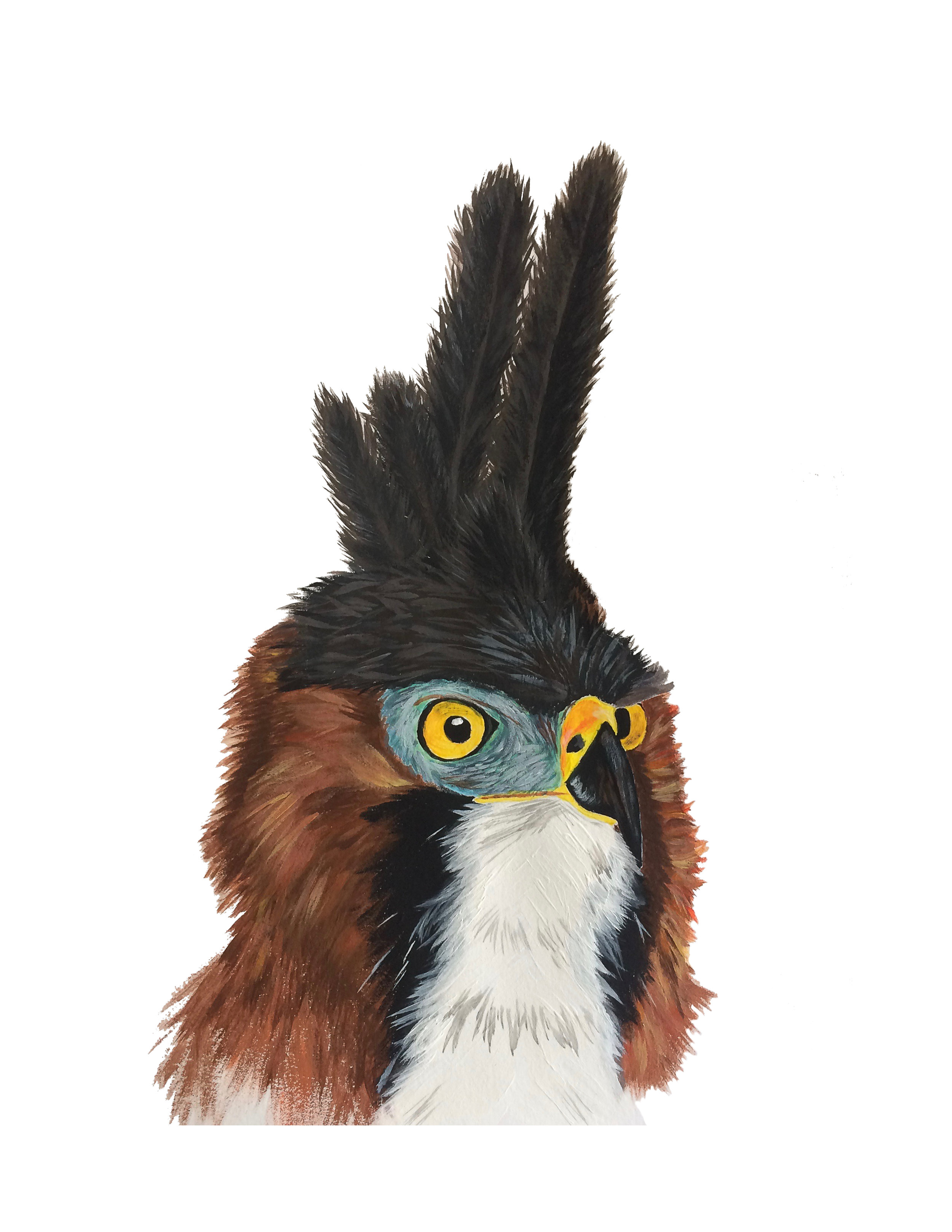 Ornamental Hawk Eagle
