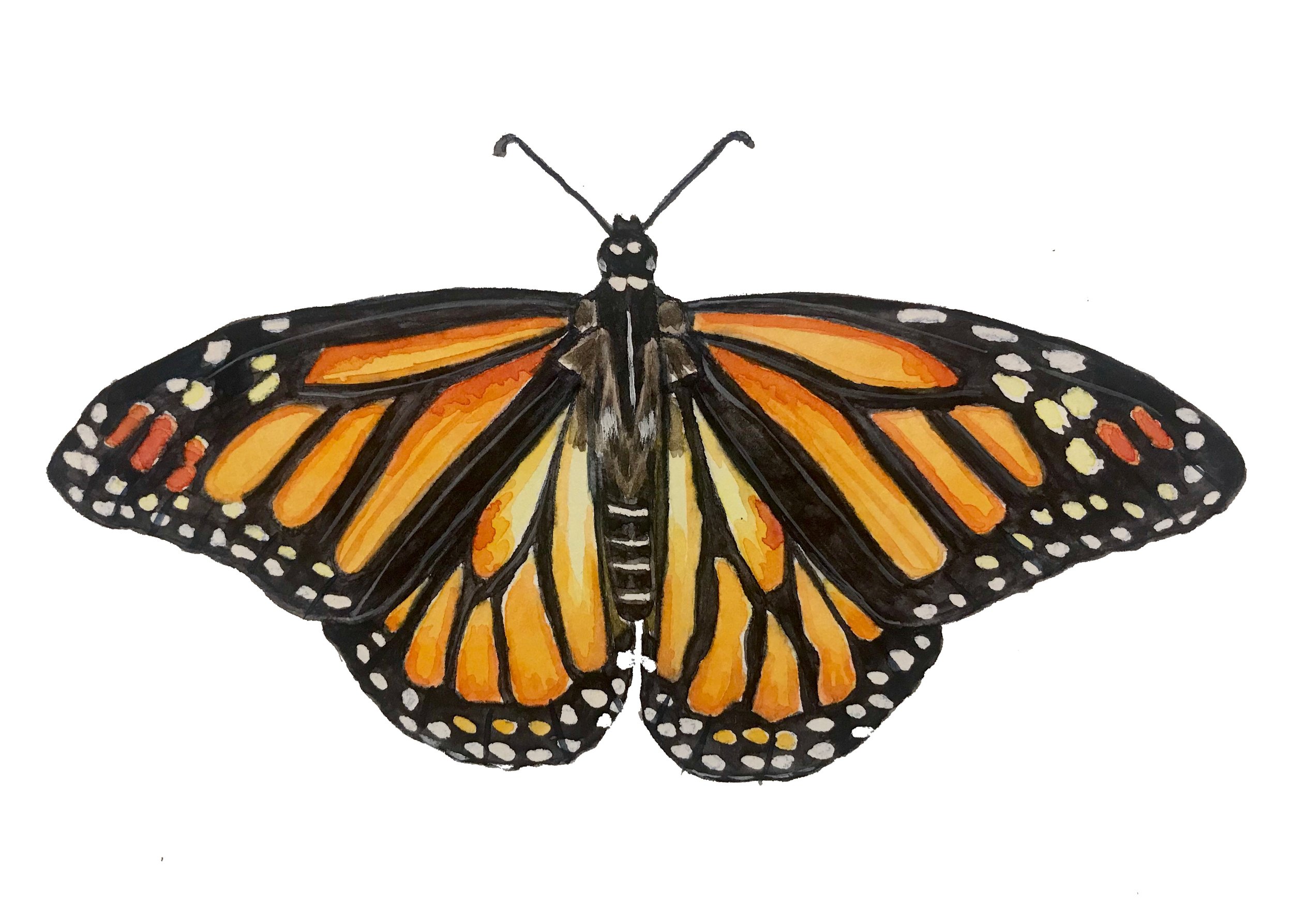 Monarch in watercolor