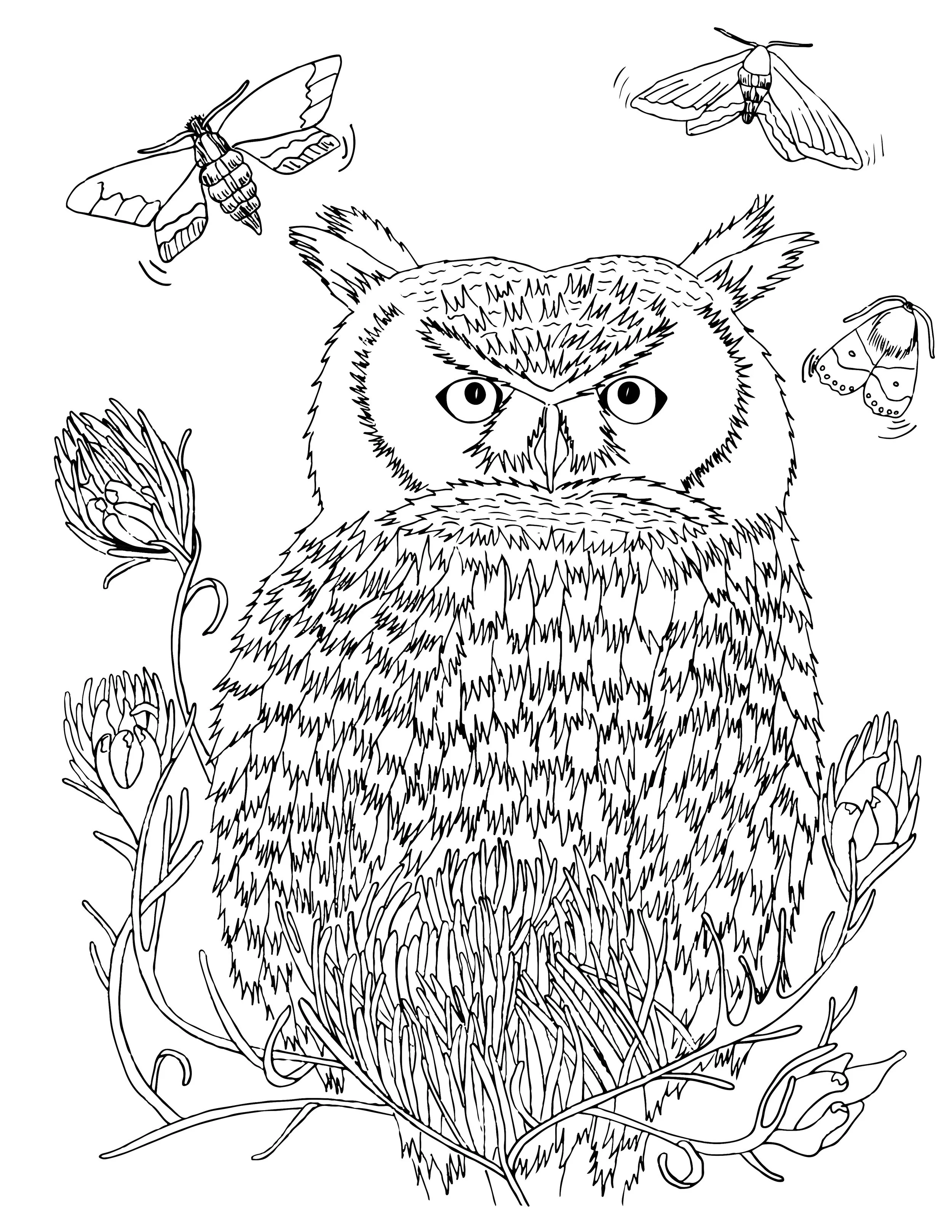owl-with_clover_coloring_page_final.jpg