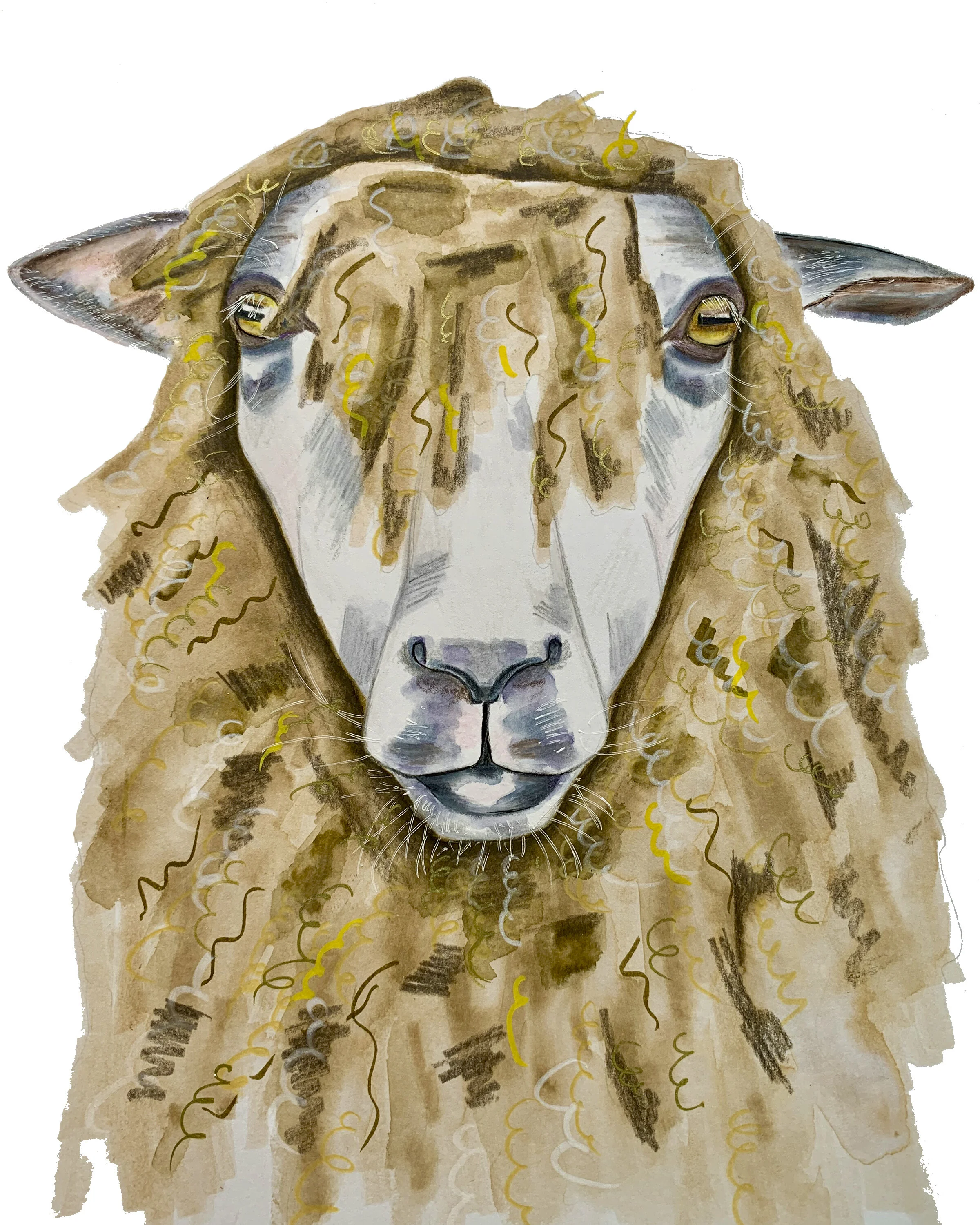 sheep_8x10.jpg