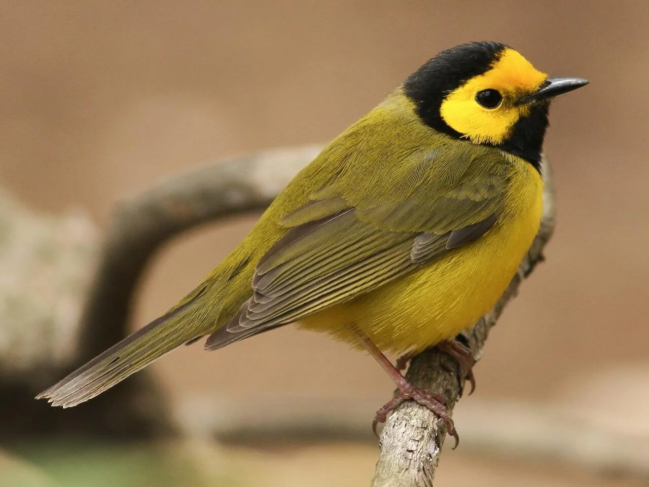 hoodedwarbler_bird.jpg