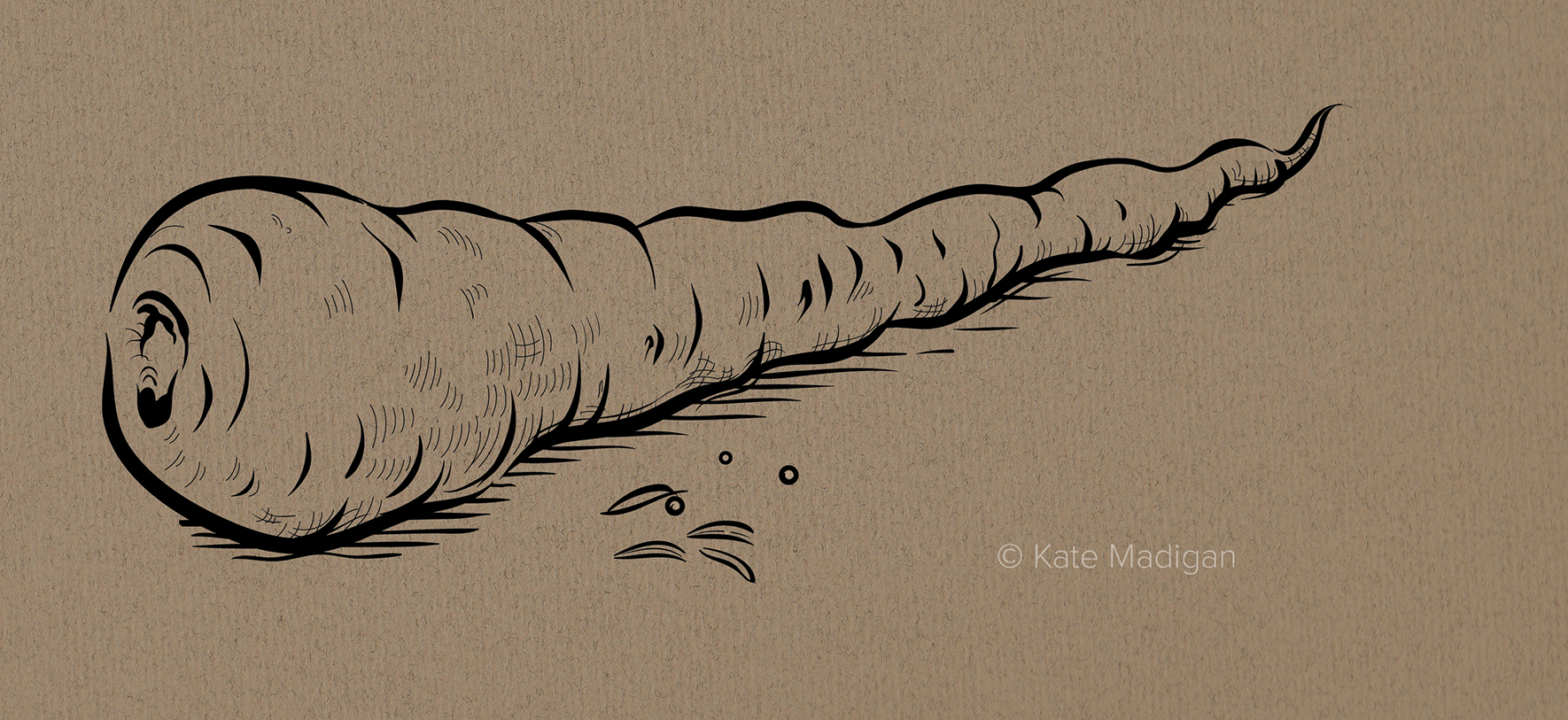 Quick study of a parsnip and cumin seeds. 