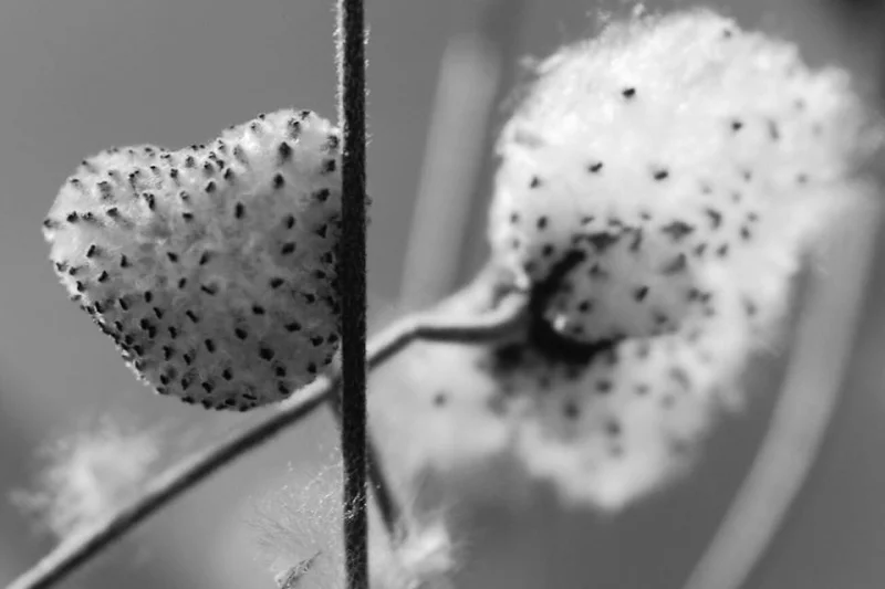 SOFT-HEARTED - PHOTO