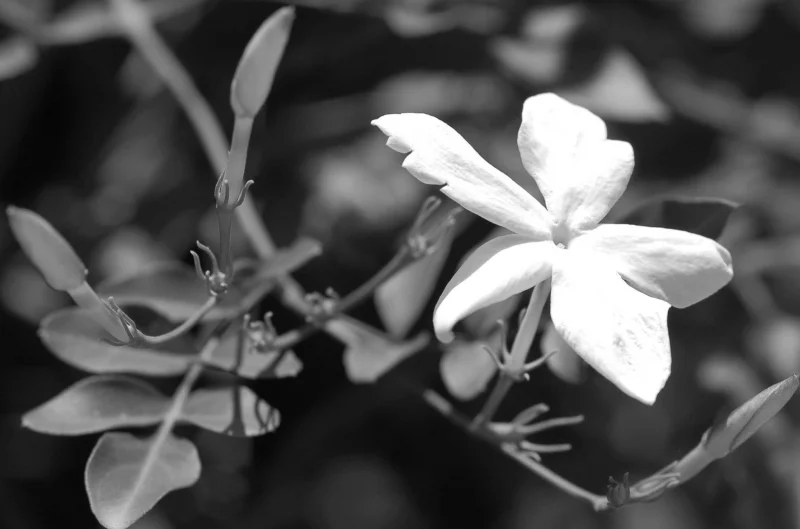 SUNBATHING - PHOTO