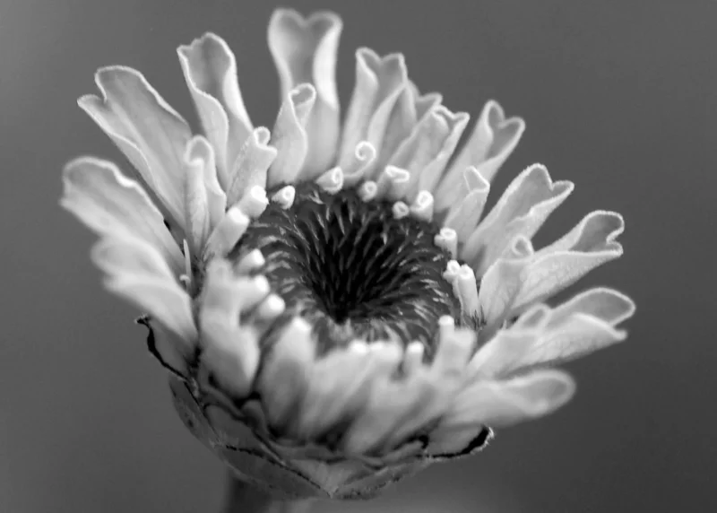 VORTEX - PHOTO
