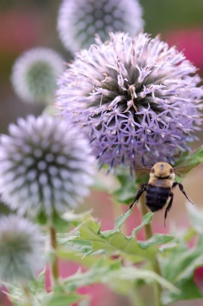 BEE BALL - PHOTO
