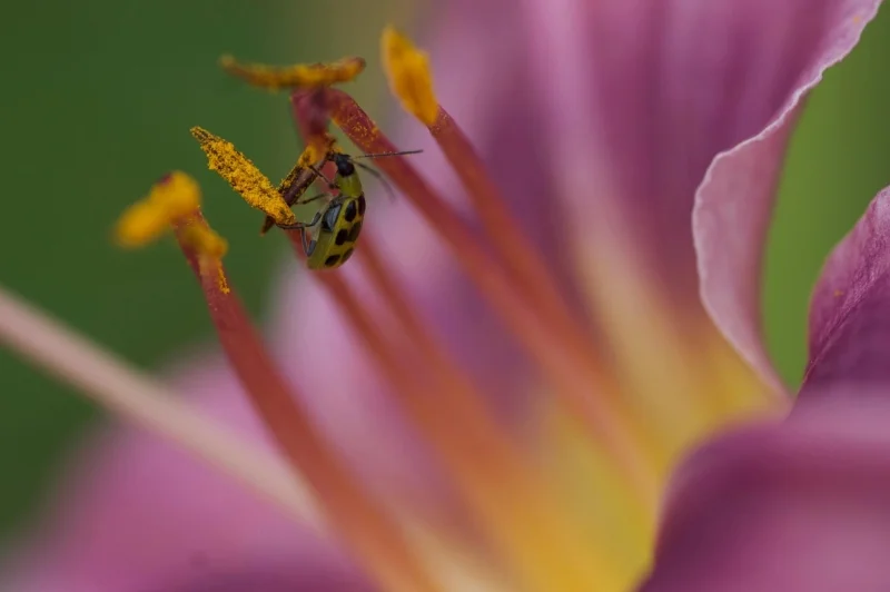 BUG ME - PHOTO