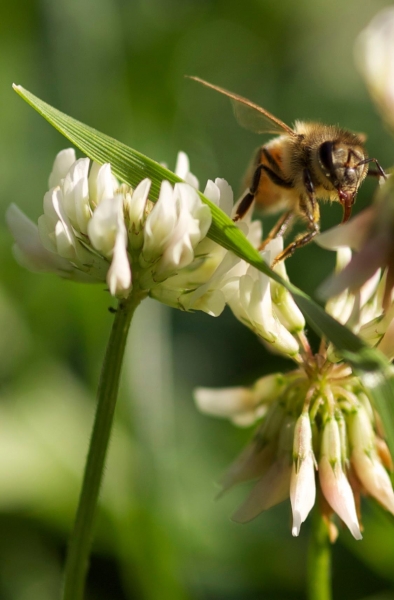 BUSY BEEING - PHOTO