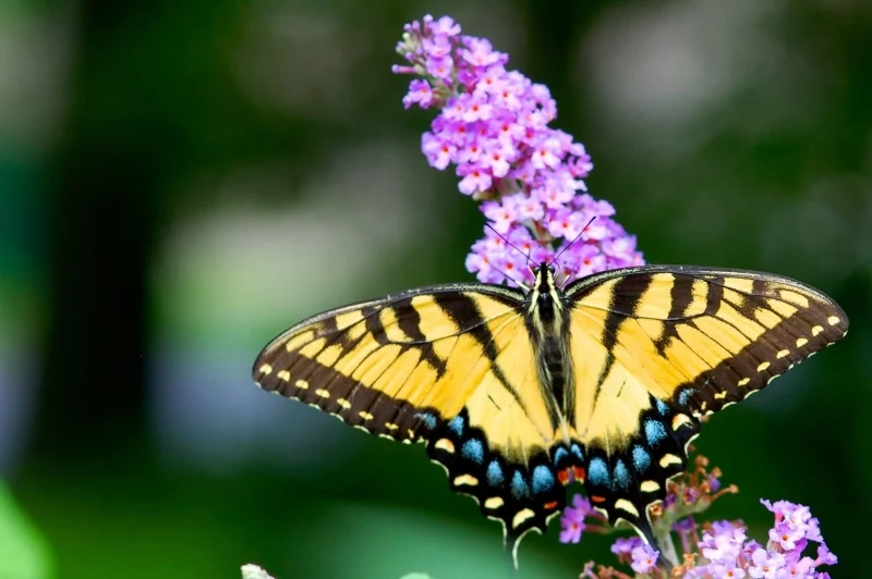 BUTTERFLIES ARE FREE AND SO ARE WE. - PHOTO