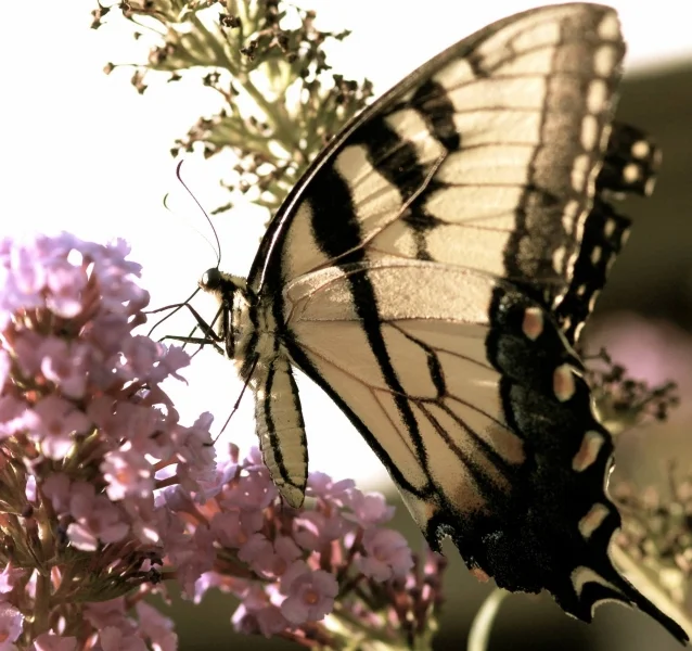 DREAMING - PHOTO