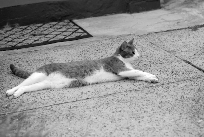 INTERNATIONAL KITTY DAY - PHOTO