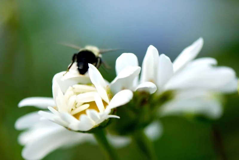 SWEET STING - PHOTO