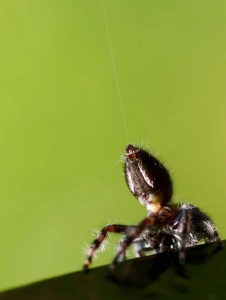 WICKED WEB - PHOTO