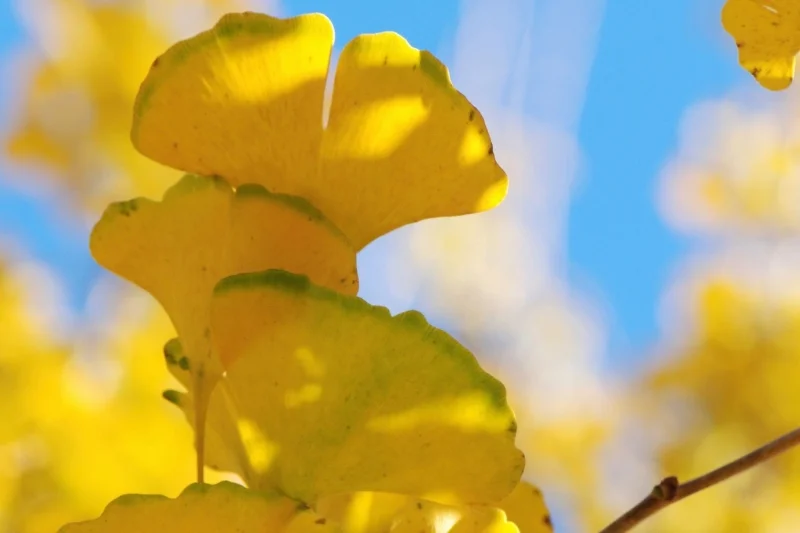 GOLDEN GINGKOES II - PHOTO