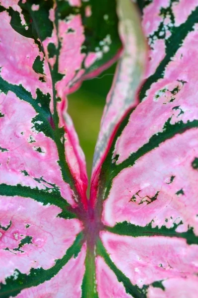 IN VEIN - PHOTO