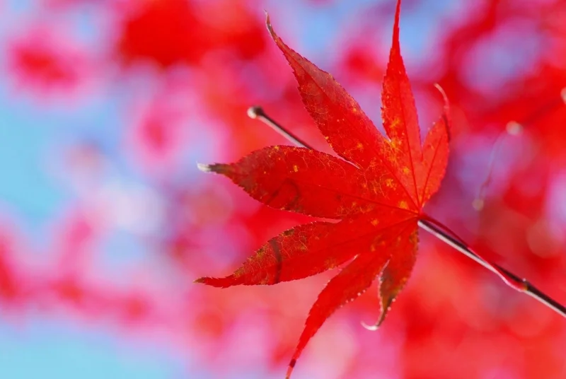 JAPANESE MAPLE - PHOTO