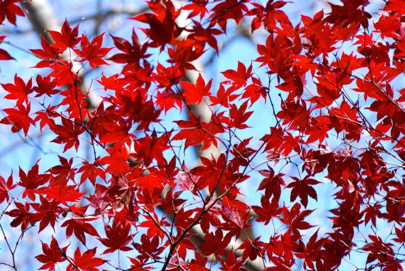 RED LEAF EXPLOSION - PHOTO 