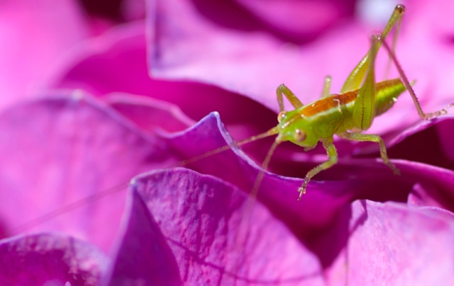 JIMINY - PHOTO