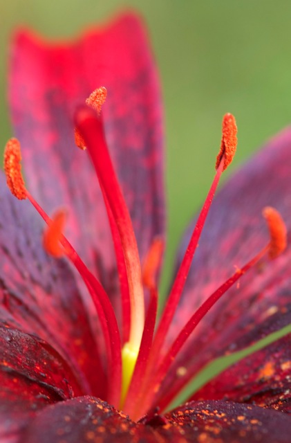 FIRECRACKER - PHOTO