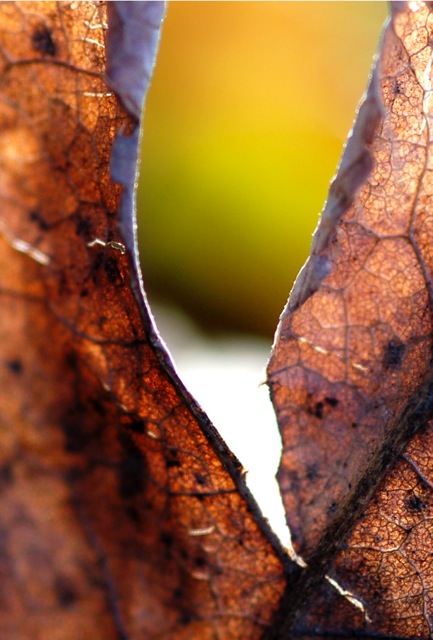 LEAF ME ALONE - PHOTO