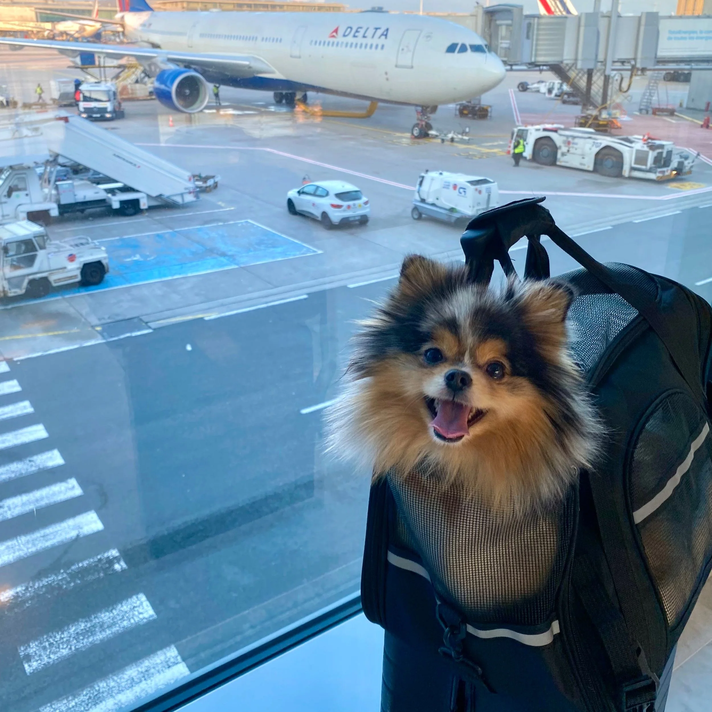 Tips for Flying Internationally with a Pet in Cabin