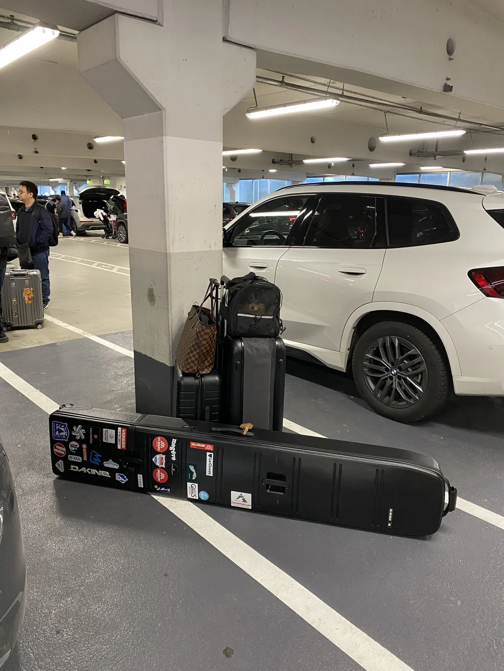 Can You Have a Dog in a Rental Car? Essential Rules & Tips