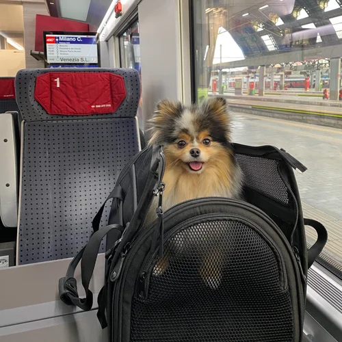 How to Travel With a Dog Overseas: Ultimate Guide for Pet Owners