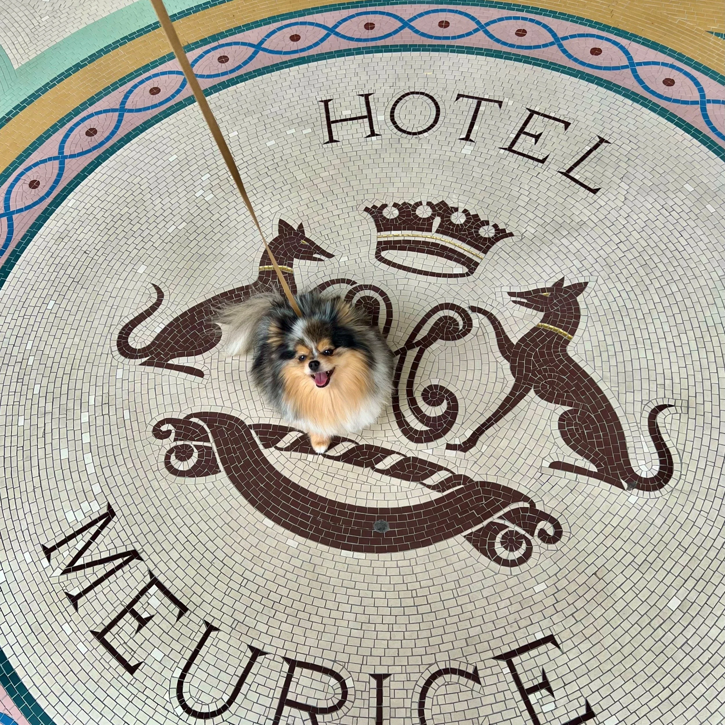 Pet Friendly Paris: Iconic 5-Star Hotels Where Your Dog is Welcome