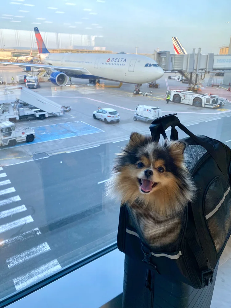 Tips for Flying Internationally with a Pet in Cabin — She is Not Lost