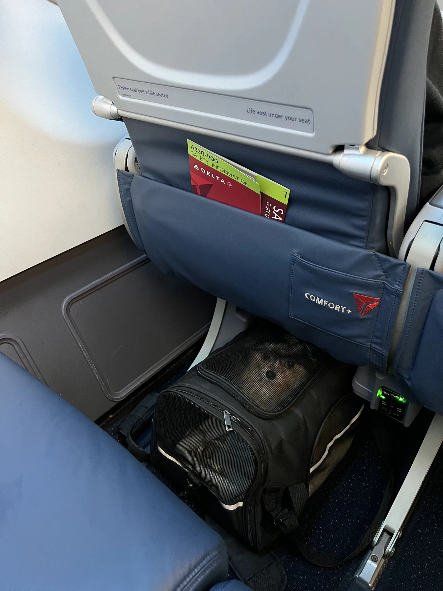 Tips for Flying Internationally with a Pet in Cabin — She is Not Lost