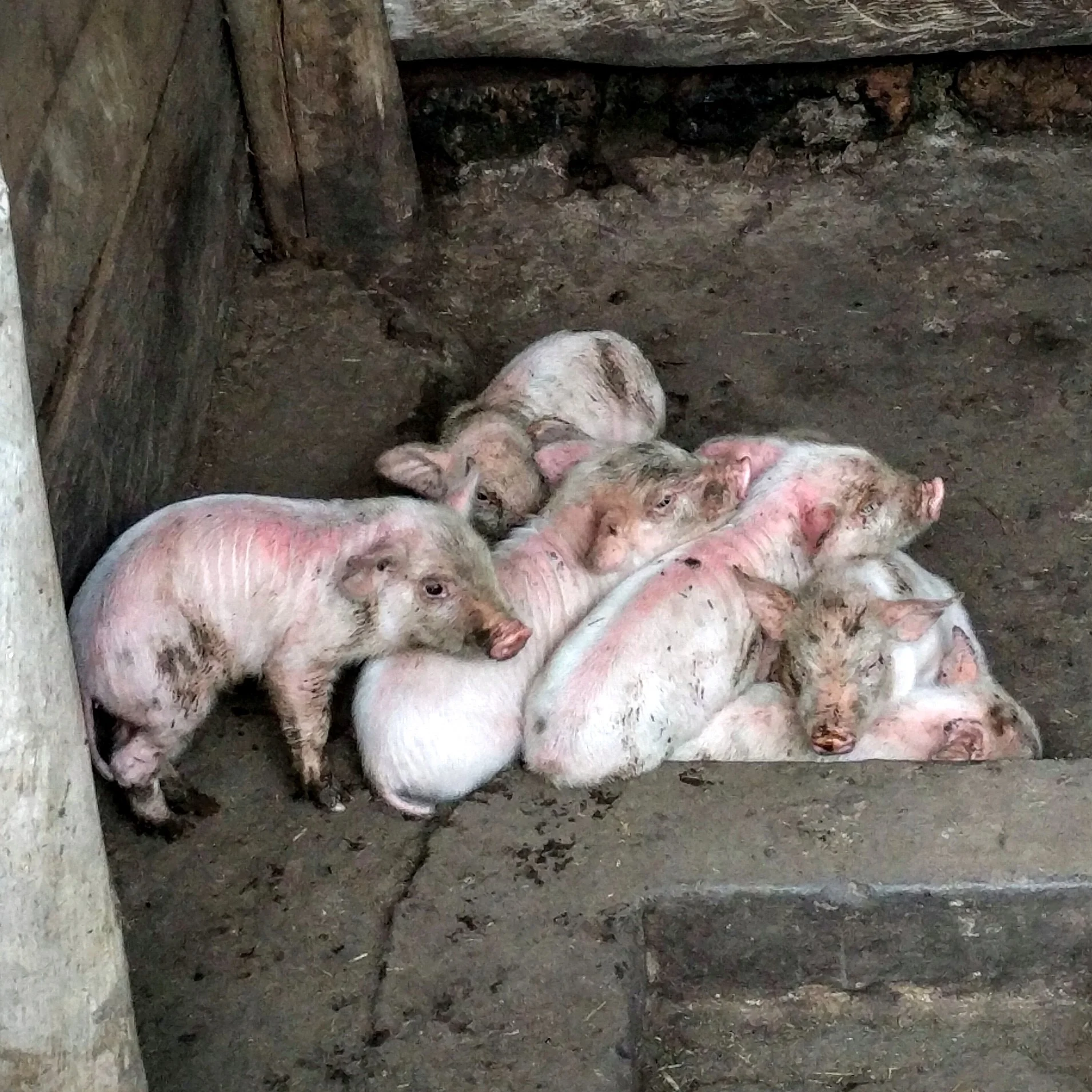 Helping Willy clean out the pig stalls (photo prior to cleaning) – Tami, you’d be so proud