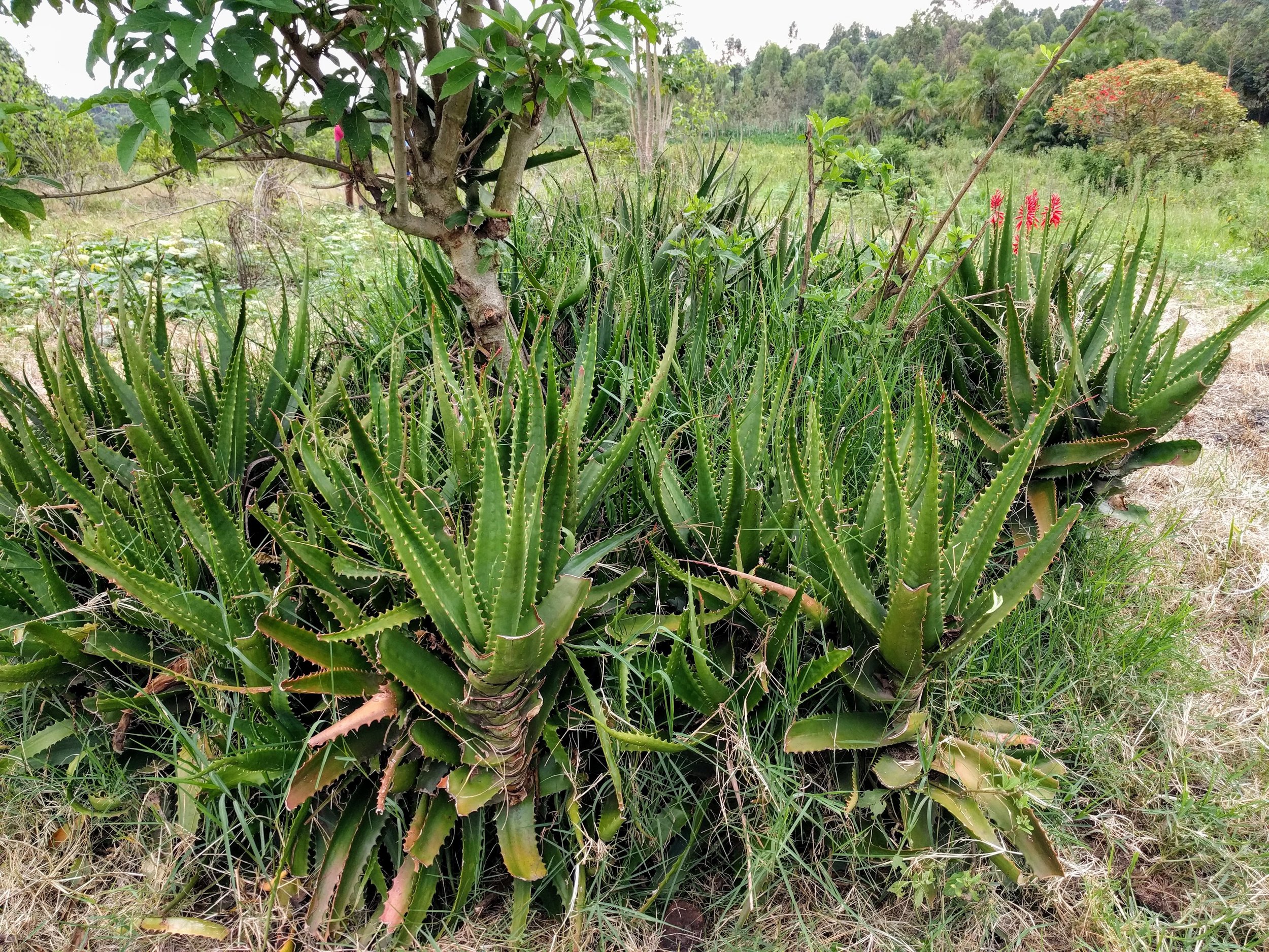 School Farm_Aloe Vera.jpg