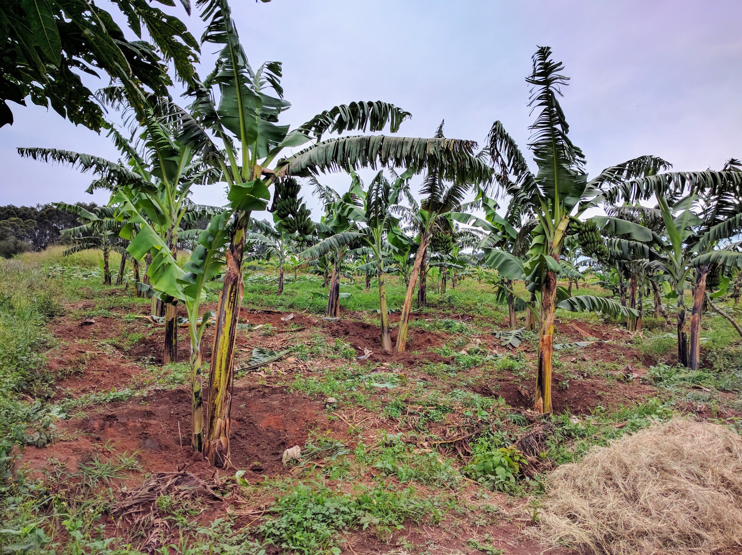 School Farm_Banana Plantation.jpg