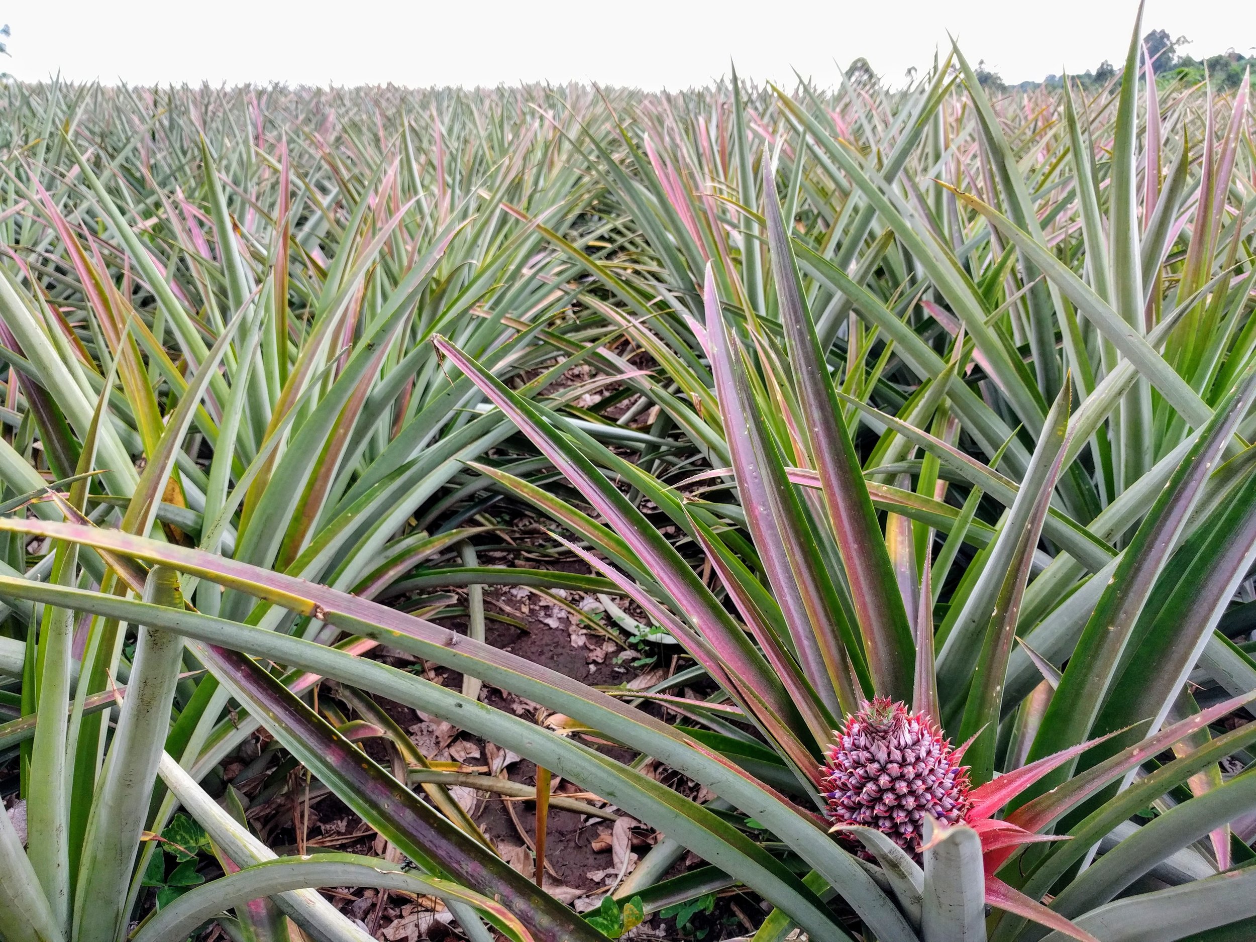 School Farm_Pineapple.jpg