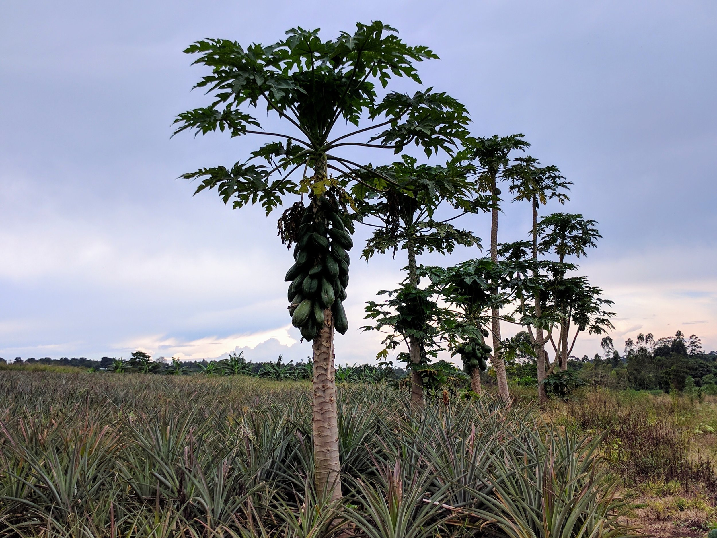 School Farm_Papaya Tree.jpg