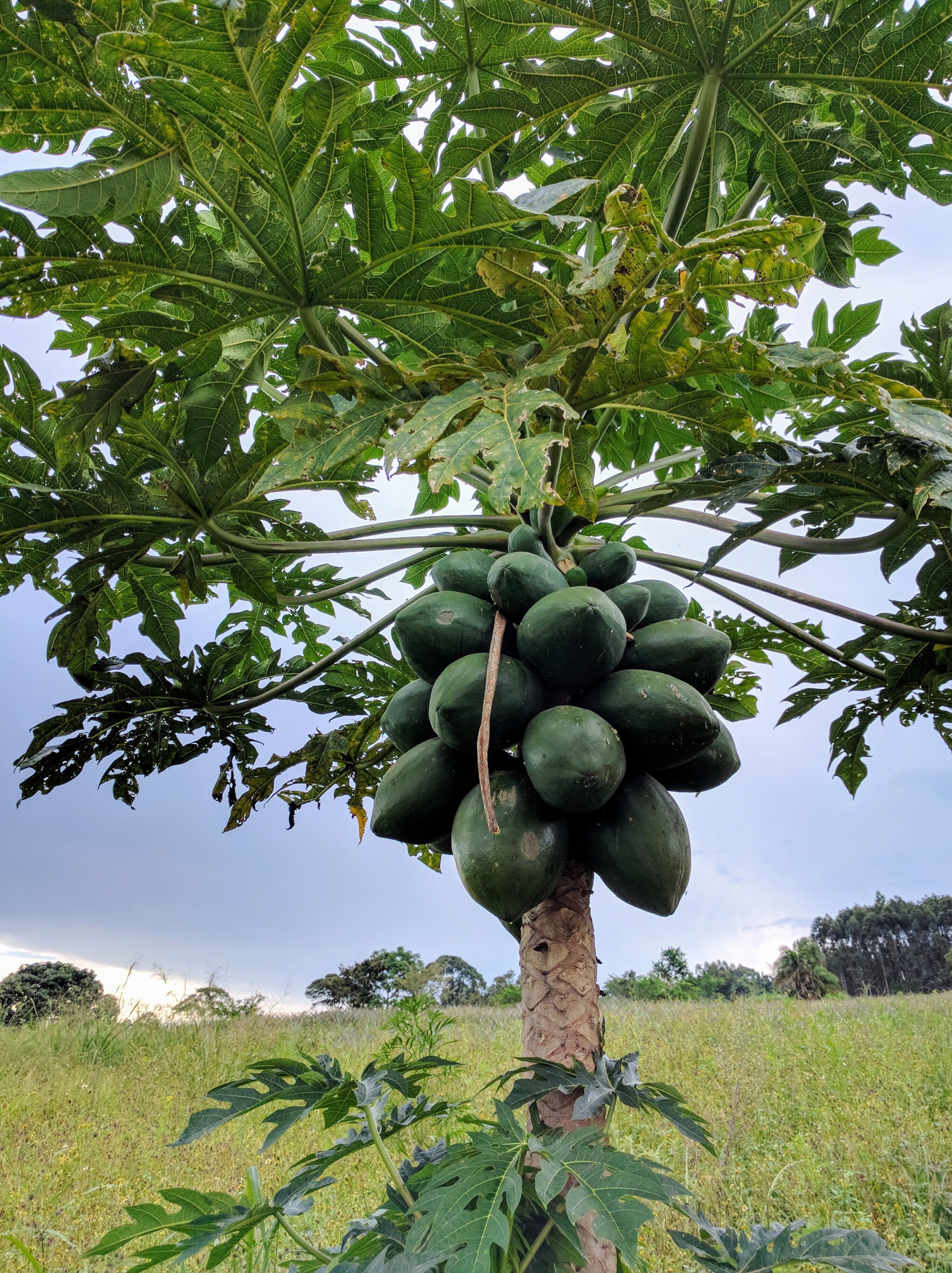 School Farm_Papaya.jpg