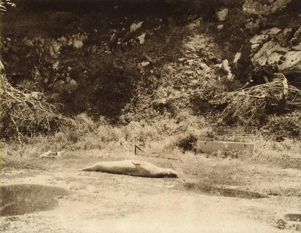 elephant seal