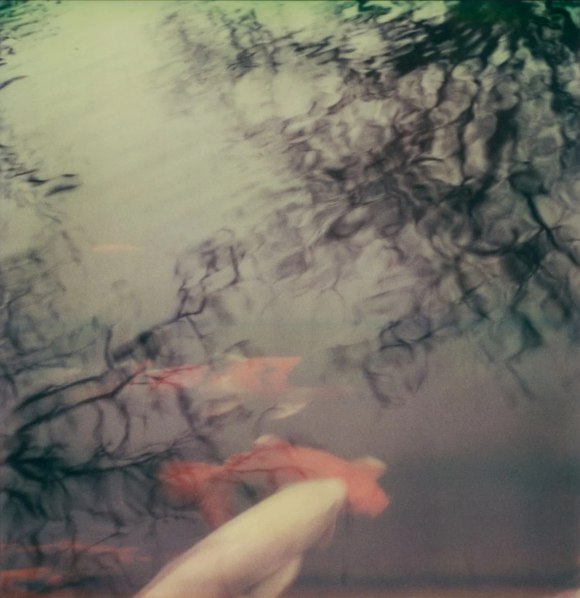 pond