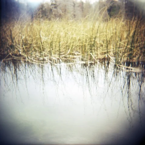 marsh grasses
