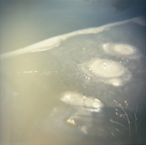 ice and branch